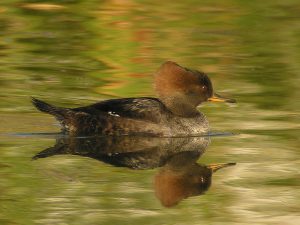 Female Hooded Merganser