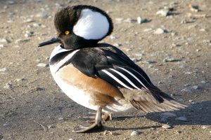 Hooded Merganser