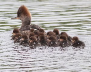 Hooded Merganser Babies