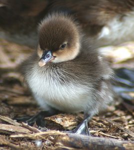 Hooded Merganser Chicks