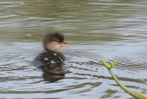 Hooded Merganser Duckling