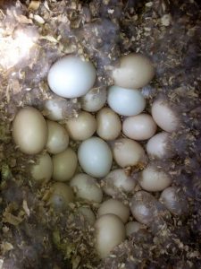 Hooded Merganser Eggs
