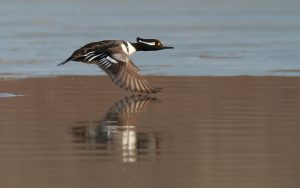 Hooded Merganser Flying