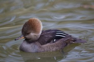 Hooded Merganser Hen