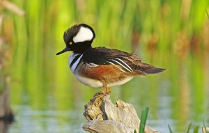 Hooded Merganser Images