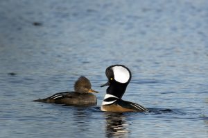 Hooded Merganser Male and Female