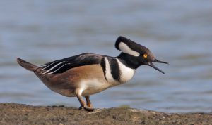 Hooded Merganser Photos