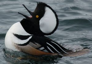 Hooded Merganser Pictures