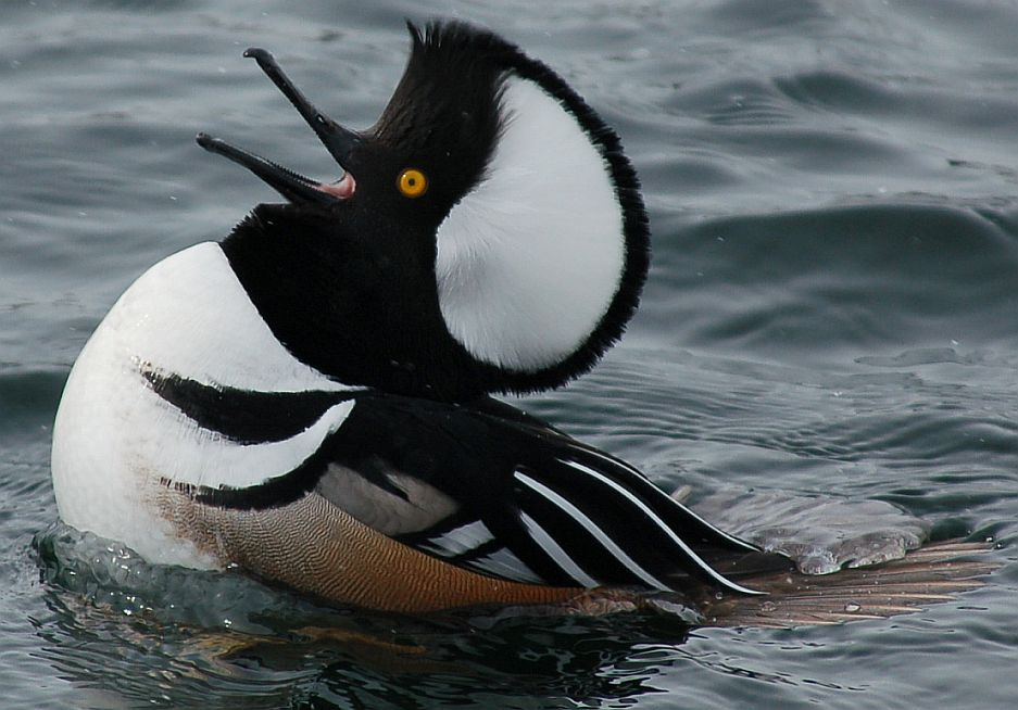 Hooded-Merganser-Pictures.jpg