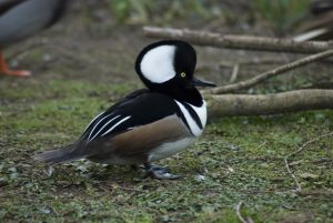 Hooded Mergansers