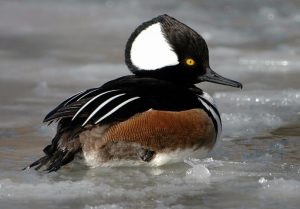 Male Hooded Merganser