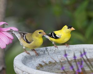 Male and Female American Goldfinch