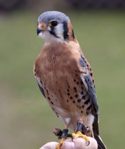 American Kestrel Bird