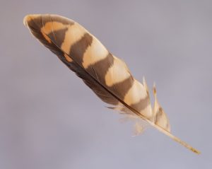 American Kestrel Feather