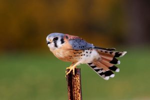 American Kestrel Images