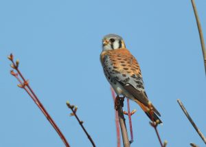 American Kestrel Male