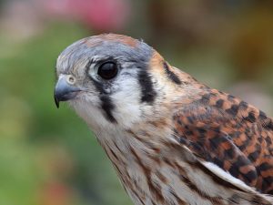 American Kestrel Pictures