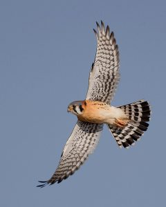 American Kestrel in Flight