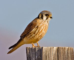 Juvenile American Kestrel Photos