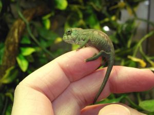 Baby Panther Chameleon