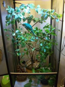 Panther Chameleon Cage