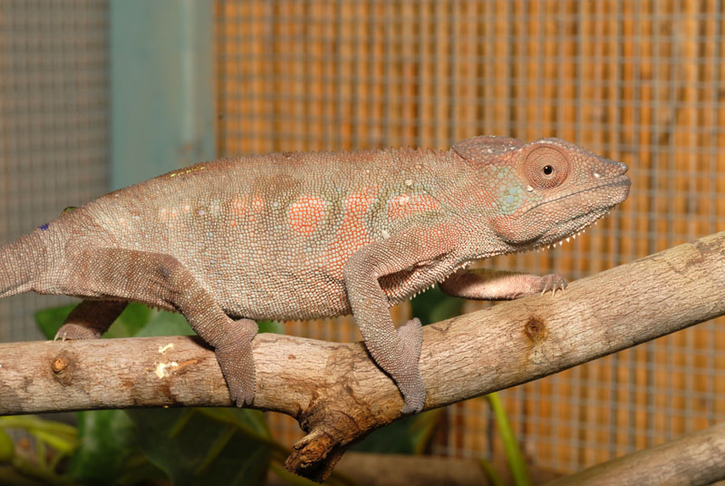 Panther Chameleon Growth Chart