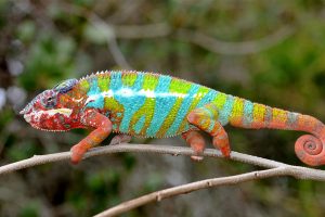 Panther Chameleon Photos