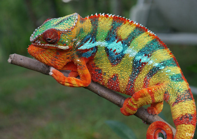 CatScience HOW DO CHAMELEONS CHANGE COLOR