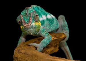 Panther Chameleon Wallpaper