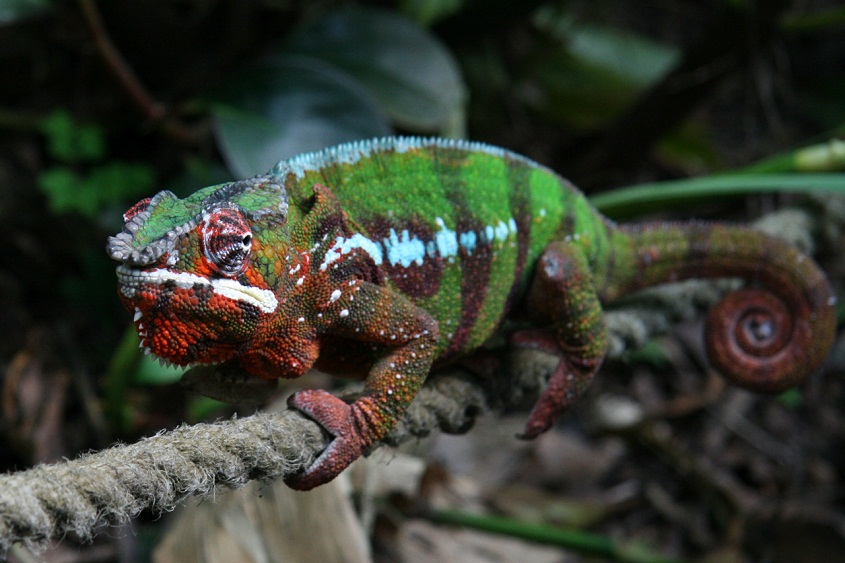 Panther Chameleon Growth Chart