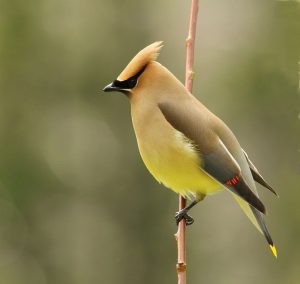 Cedar Waxwing