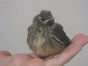 Cedar Waxwing Baby