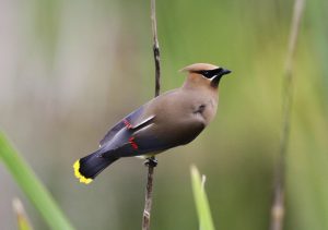 Cedar Waxwing Bird