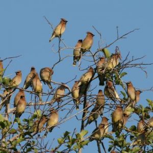 Cedar Waxwing Flock