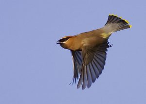 Cedar Waxwing Flying