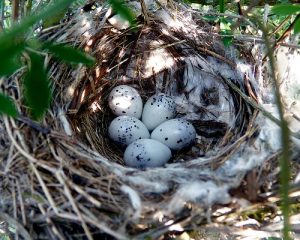 Cedar Waxwing Nest and Eggs