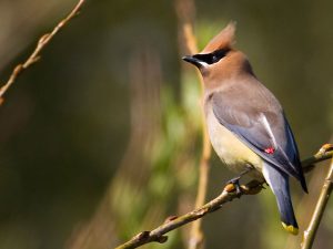 Cedar Waxwing Photos