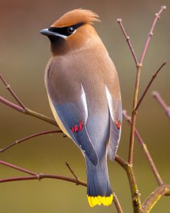 Cedar Waxwing Pictures