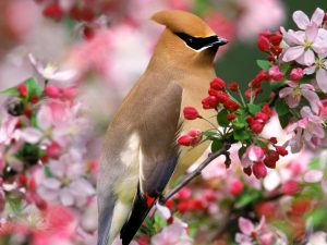 Cedar Waxwing Wallpaper