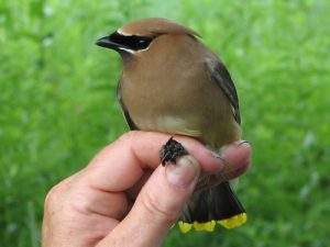 Cedar Waxwing as Pet