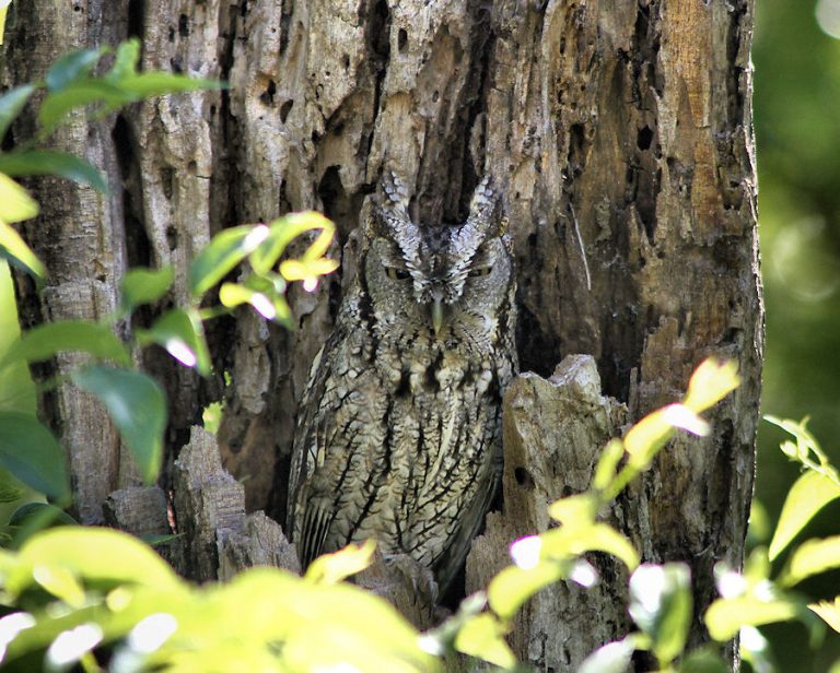 Eastern Screech Owl Facts, Habitat, Diet, Life Cycle, Baby, Pictures