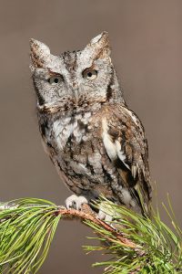 Eastern Screech Owl Images