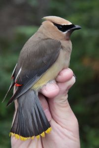 Female Cedar Waxwing