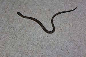 Baby Diamondback Water Snake