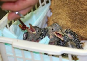 Baby Red Headed Woodpecker