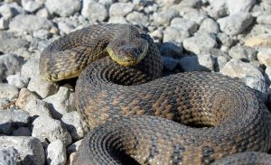 Diamondback Water Snake