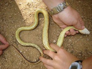 Diamondback Water Snake Belly