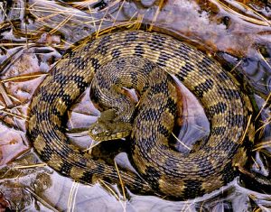 Diamondback Water Snake Images