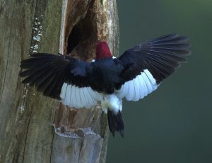 Red Head Woodpecker Wings