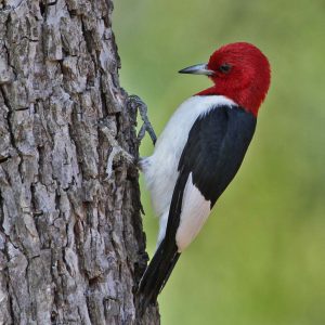 Red Headed Woodpecker